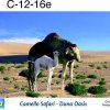 C-12-16e-tra-CamelSafariwtmk